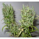 Auto CBG