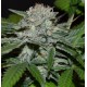 Hash Fruit Regular