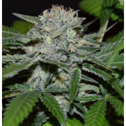 Hash Fruit Regular