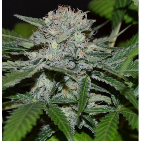 Hash Fruit Regular