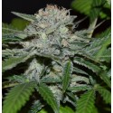 Auto CBG