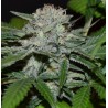 Hash Fruit Regular