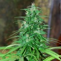 Auto CBG