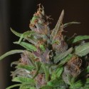 Auto CBG