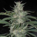 Auto CBG