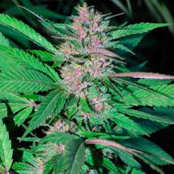 Pakistan Chitral Kush Regular