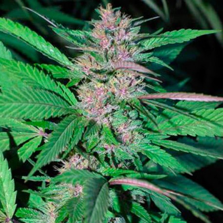 Pakistan Chitral Kush Regular