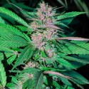 Auto CBG