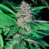 Pakistan Chitral Kush Regular