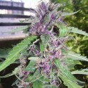 Auto CBG