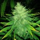 Black Russian