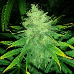 Black Russian