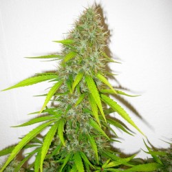 Critical Jack Herer