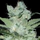 Critical Neville Haze 2.0