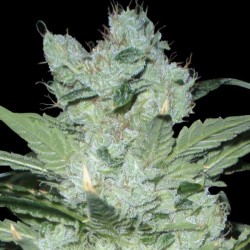 Critical Neville Haze 2.0