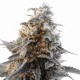 Critical Sensi Star