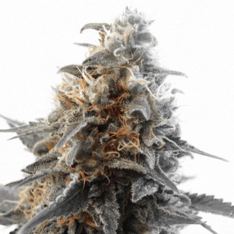 Critical Sensi Star