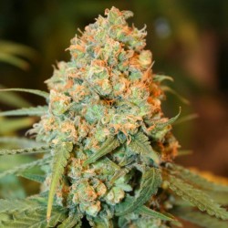 Critical Super Silver Haze
