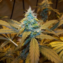 Northern Light Blue