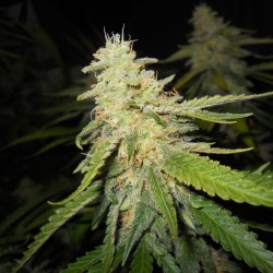 Sugar Black Rose