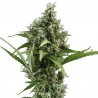 Amnesia 5