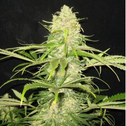 Critical