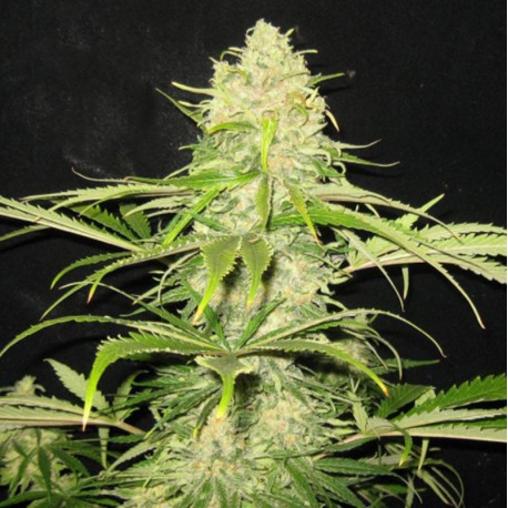 Critical