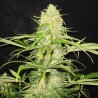 Critical