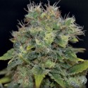 Auto Widow