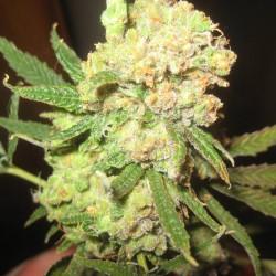 Cannalope Haze