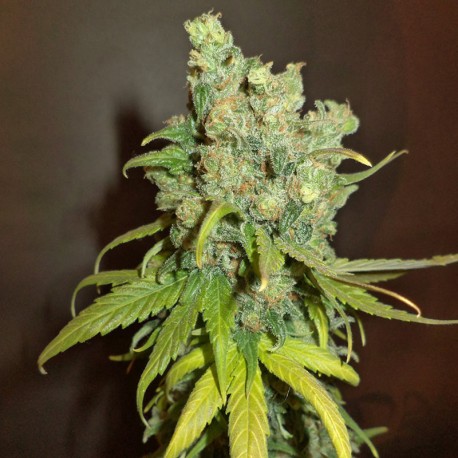 Chocolope