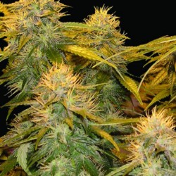 DNA Mix Pack