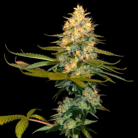 Exodus Kush