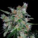 Auto 60 Day Lemon