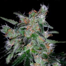 Auto 60 Day Lemon
