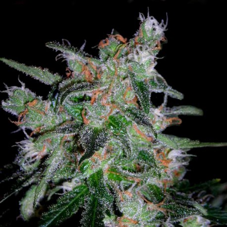Auto 60 Day Lemon