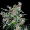 Auto 60 Day Lemon