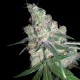 Chocolope Regular