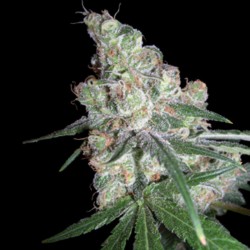 Chocolope Regular