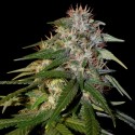 L.A. Confidential Regular