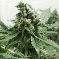 Black Jesus OG
