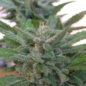 Auto Melon Gum