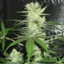 Auto Melon Gum