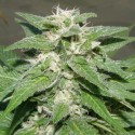 Auto Melon Gum