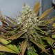 Melon Gum