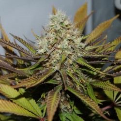 Melon Gum