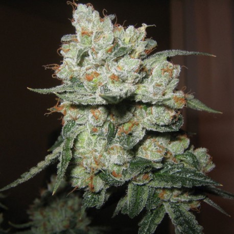 Original Ganster