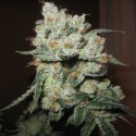 Auto Melon Gum