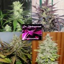 Auto Melon Gum