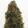 Sweet Diesel